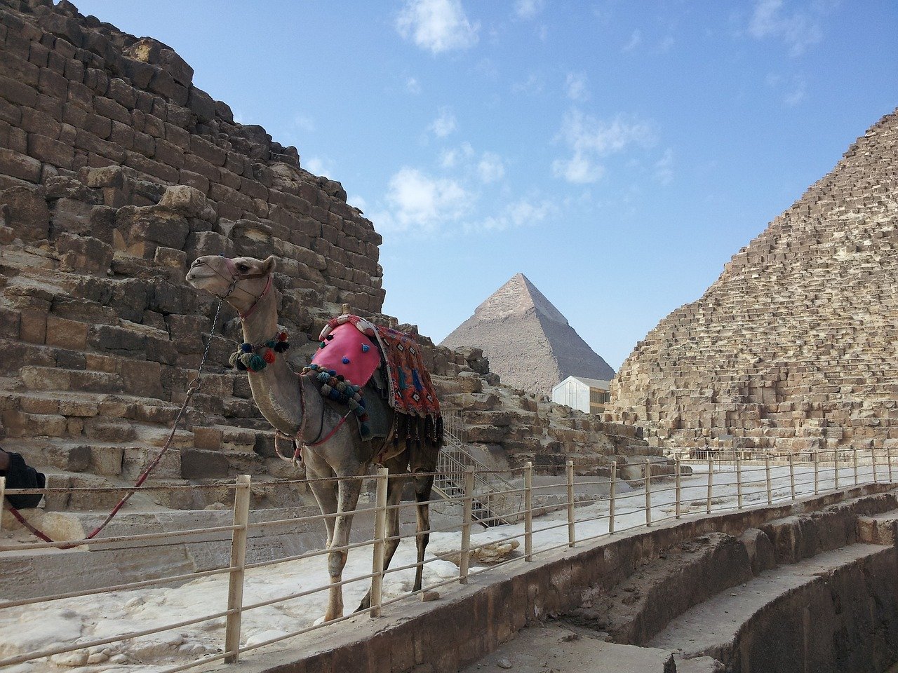 A decorated camel with a red saddle blanket standing on the paved walkway beside the Great Pyramid, with the pyramid of Khafre in the distance.