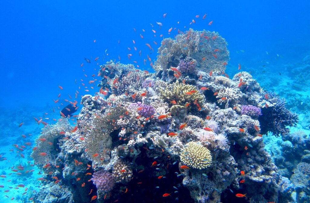 Arrecife de coral del Mar Rojo lleno de peces tropicales naranjas nadando alrededor de un pinaculo de corales sobre agua turquesa azul clara y brillante