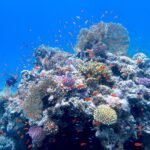 Arrecife de coral del Mar Rojo lleno de peces tropicales naranjas nadando alrededor de un pinaculo de corales sobre agua turquesa azul clara y brillante