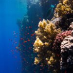 Pared de arrecife del Mar Rojo descendiendo hacia el azul profundo con corales blandos amarillos y un banco de peces rojos en agua clara durante el buceo