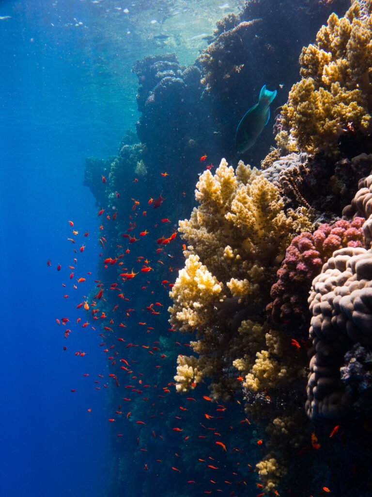 Pared de arrecife del Mar Rojo descendiendo hacia el azul profundo con corales blandos amarillos y un banco de peces rojos en agua clara durante el buceo