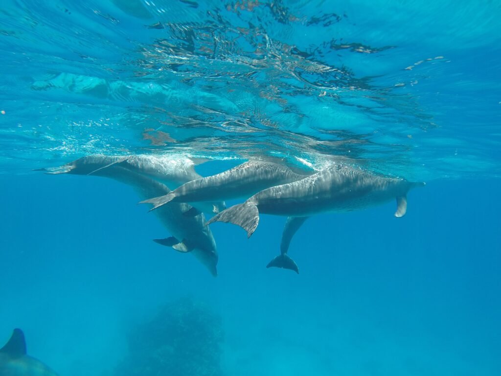 Grupo de delfines salvajes nadando juntos bajo la superficie turquesa del Mar Rojo en Dolphin House cerca de Hurghada, agua azul cristalina y nitida