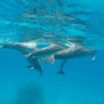 Grupo de delfines salvajes nadando juntos bajo la superficie turquesa del Mar Rojo en Dolphin House cerca de Hurghada, agua azul cristalina y nitida