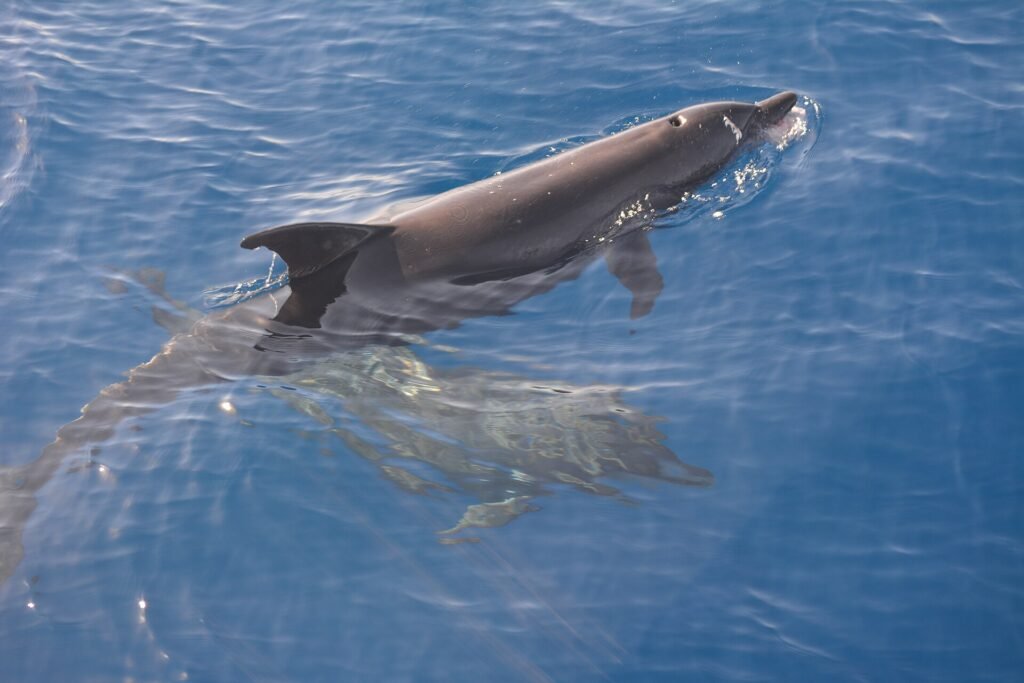 A single dolphin swimming just below the surface of clear blue Red Sea water, photographed from above