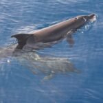 A single dolphin swimming just below the surface of clear blue Red Sea water, photographed from above