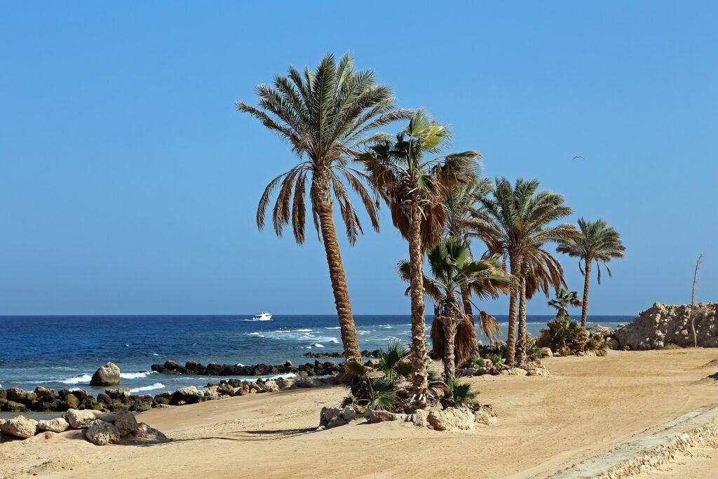 A line of palm trees on a Red Sea beach with a rocky shoreline, deep blue water and a small white boat offshore