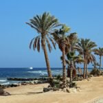 A line of palm trees on a Red Sea beach with a rocky shoreline, deep blue water and a small white boat offshore