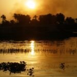 The Nile at sunset, date palms silhouetted on the far bank and reeds and water hyacinth in the shallows