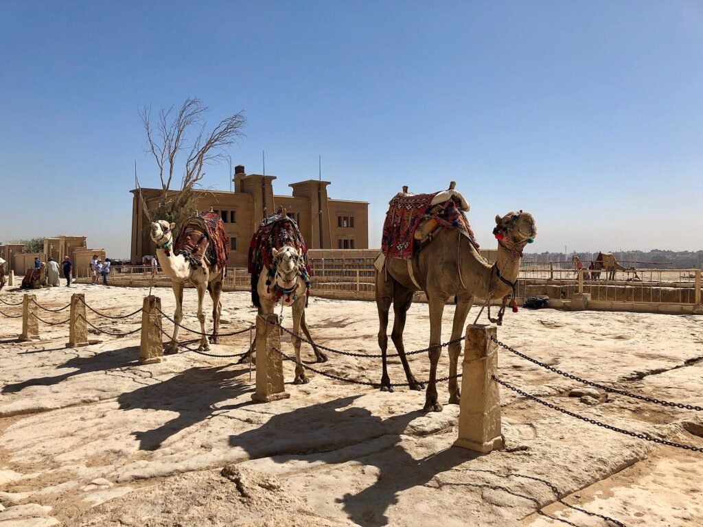 Tres camellos ensillados con mantas rojas y coloridas sobre la explanada de piedra de Giza bajo cielo despejado, paseo iconico en Egipto