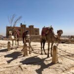 Tres camellos ensillados con mantas rojas y coloridas sobre la explanada de piedra de Giza bajo cielo despejado, paseo iconico en Egipto