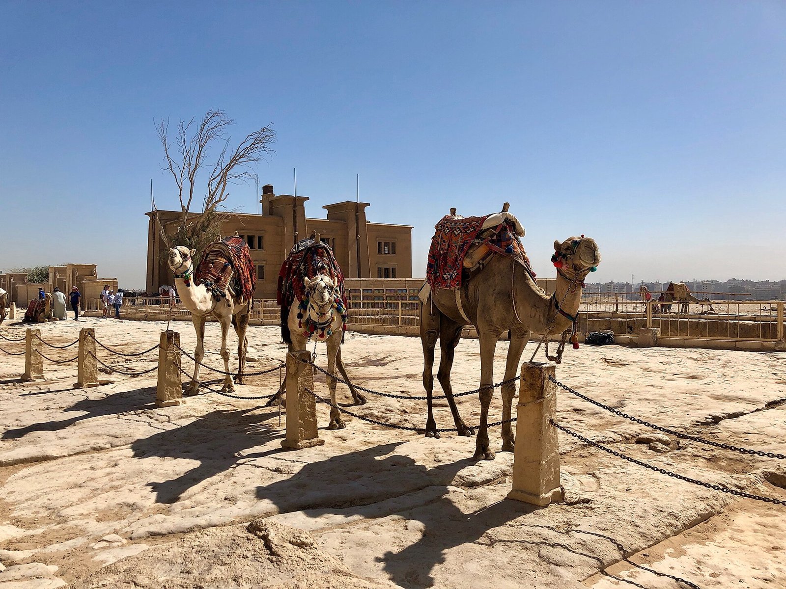 Tres camellos ensillados con mantas rojas y coloridas sobre la explanada de piedra de Giza bajo cielo despejado, paseo iconico en Egipto