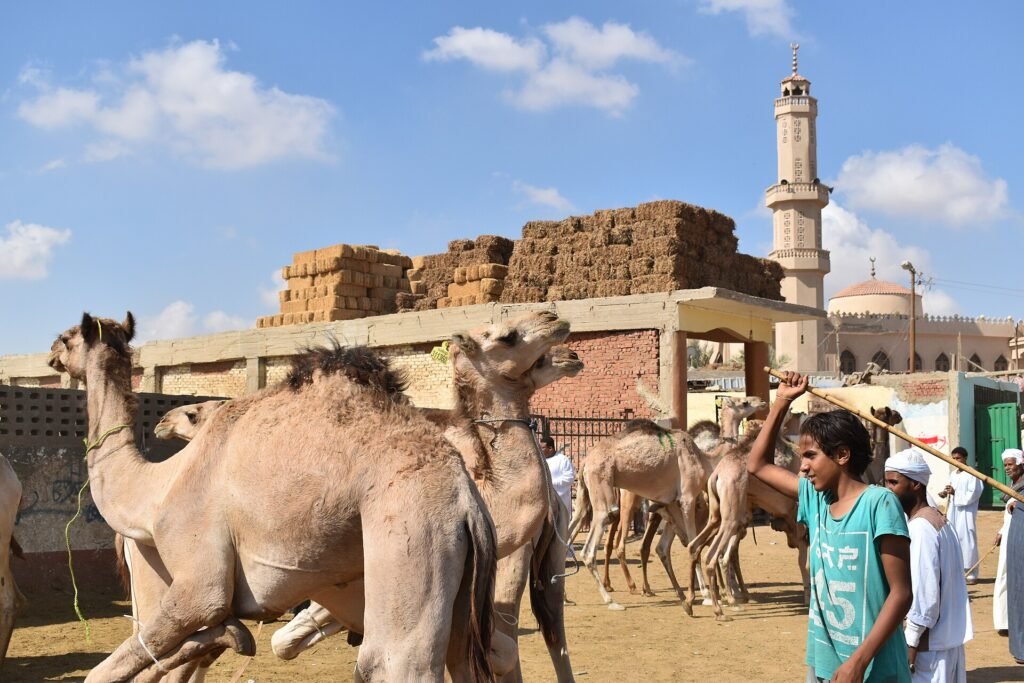 Camellos en el mercado tradicional de Birqash con una mezquita y su minarete al fondo bajo un cielo azul intenso, un cuidador egipcio guia a los animales