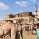 Camellos en el mercado tradicional de Birqash con una mezquita y su minarete al fondo bajo un cielo azul intenso, un cuidador egipcio guia a los animales