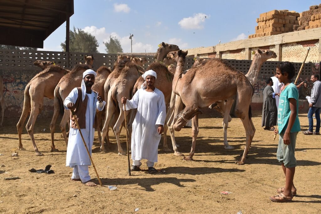 Comerciantes egipcios con túnicas blancas junto a una fila de camellos en el recinto del mercado de Birqash, escena nitida de comercio tradicional