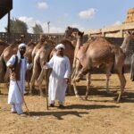 Comerciantes egipcios con túnicas blancas junto a una fila de camellos en el recinto del mercado de Birqash, escena nitida de comercio tradicional