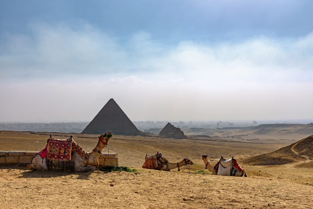 Three saddled camels resting on the desert ridge at Giza with the pyramid of Menkaure and a queen's pyramid behind under a hazy sky