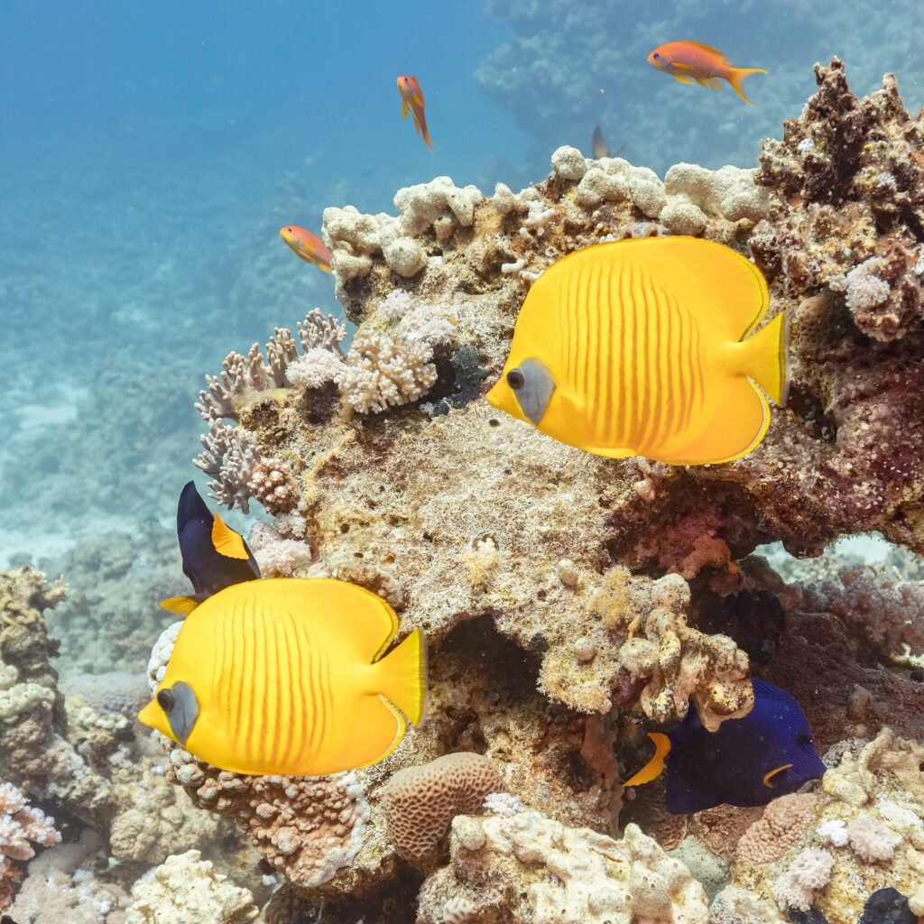 Peces mariposa amarillos y anthias naranjas nadando sobre un arrecife de coral en las aguas turquesas del Mar Rojo en Sharm El Sheikh, Egipto