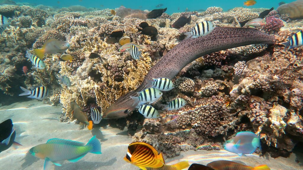 Arrecife de coral poco profundo del Mar Rojo en Hurghada con peces tropicales rayados, una morena y peces mariposa amarillos sobre coral y agua turquesa cristalina