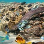 Arrecife de coral poco profundo del Mar Rojo en Hurghada con peces tropicales rayados, una morena y peces mariposa amarillos sobre coral y agua turquesa cristalina