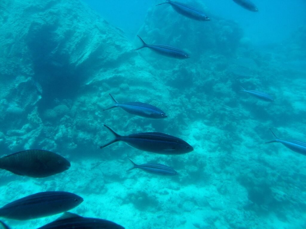 Banco de peces nadando sobre un arrecife de coral en aguas azules del Mar Rojo en Egipto, ideal para hacer snorkel en julio