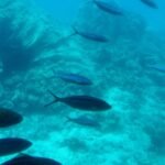 Banco de peces nadando sobre un arrecife de coral en aguas azules del Mar Rojo en Egipto, ideal para hacer snorkel en julio