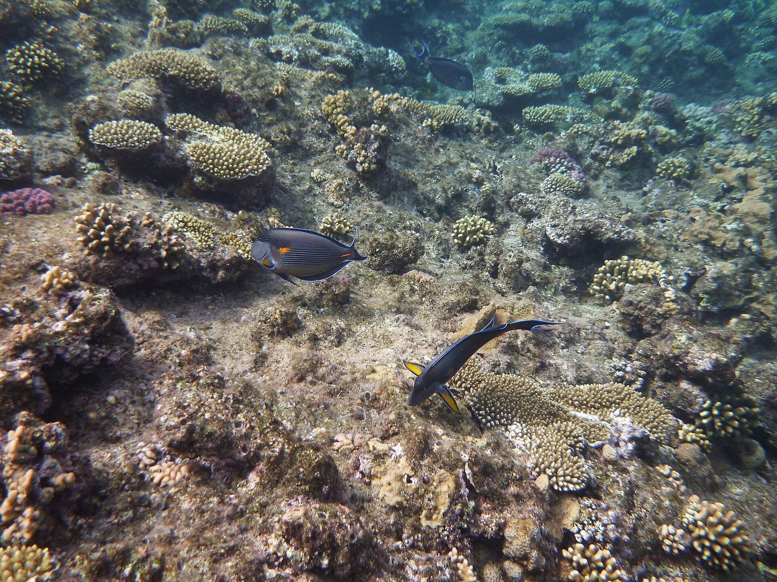 Peces cirujano sobre un jardin de coral en el arrecife del Mar Rojo en Egipto