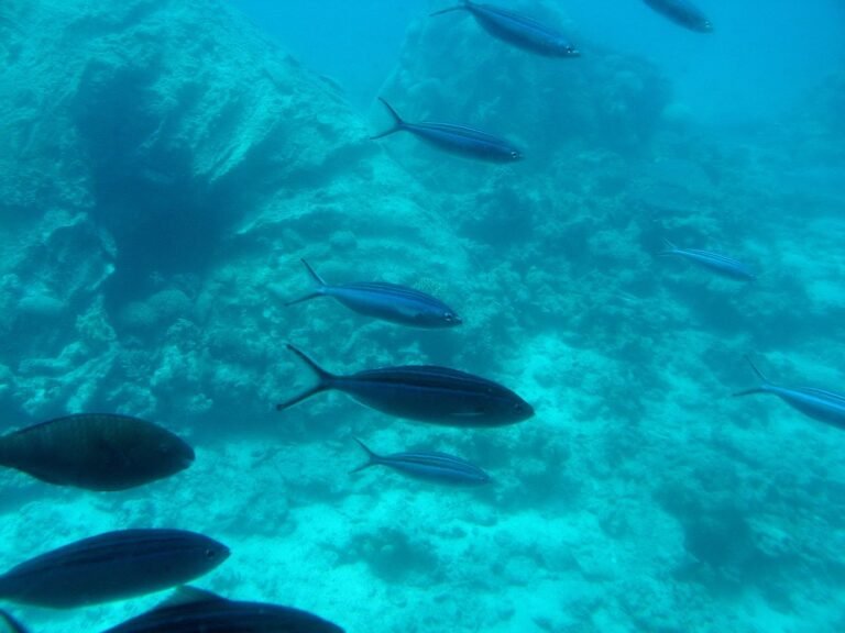 Banco de peces nadando sobre un arrecife de coral en aguas azules del Mar Rojo en Egipto, ideal para hacer snorkel en julio