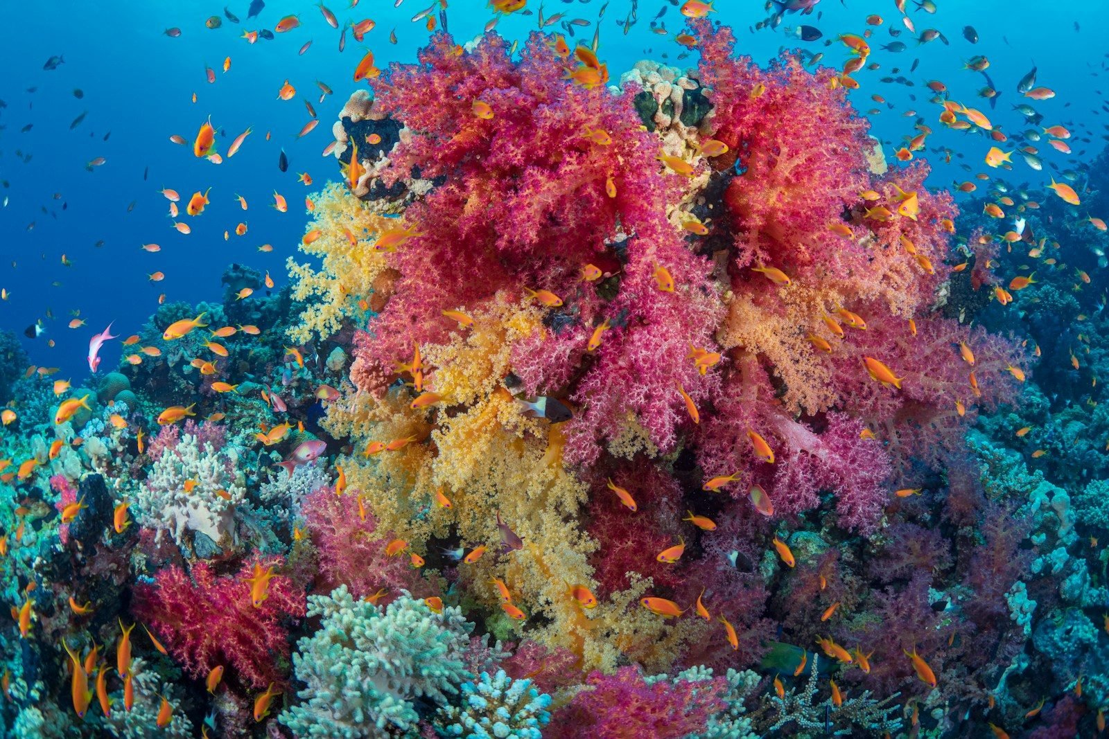 Arrecife de coral blando rosa y rojo rodeado de peces anthias en aguas de Marsa Alam, en el mar Rojo.
