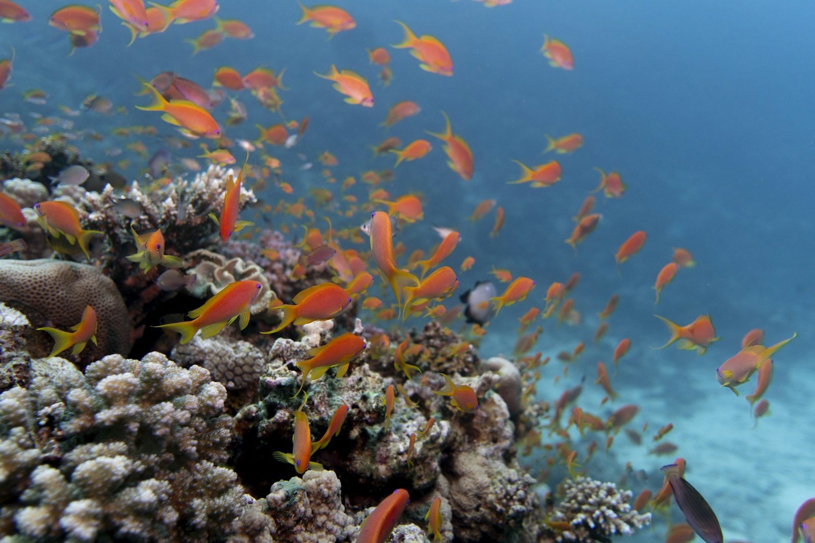 Un banco de peces anthias de color naranja sobre un arrecife de coral duro, con agua azul al fondo.