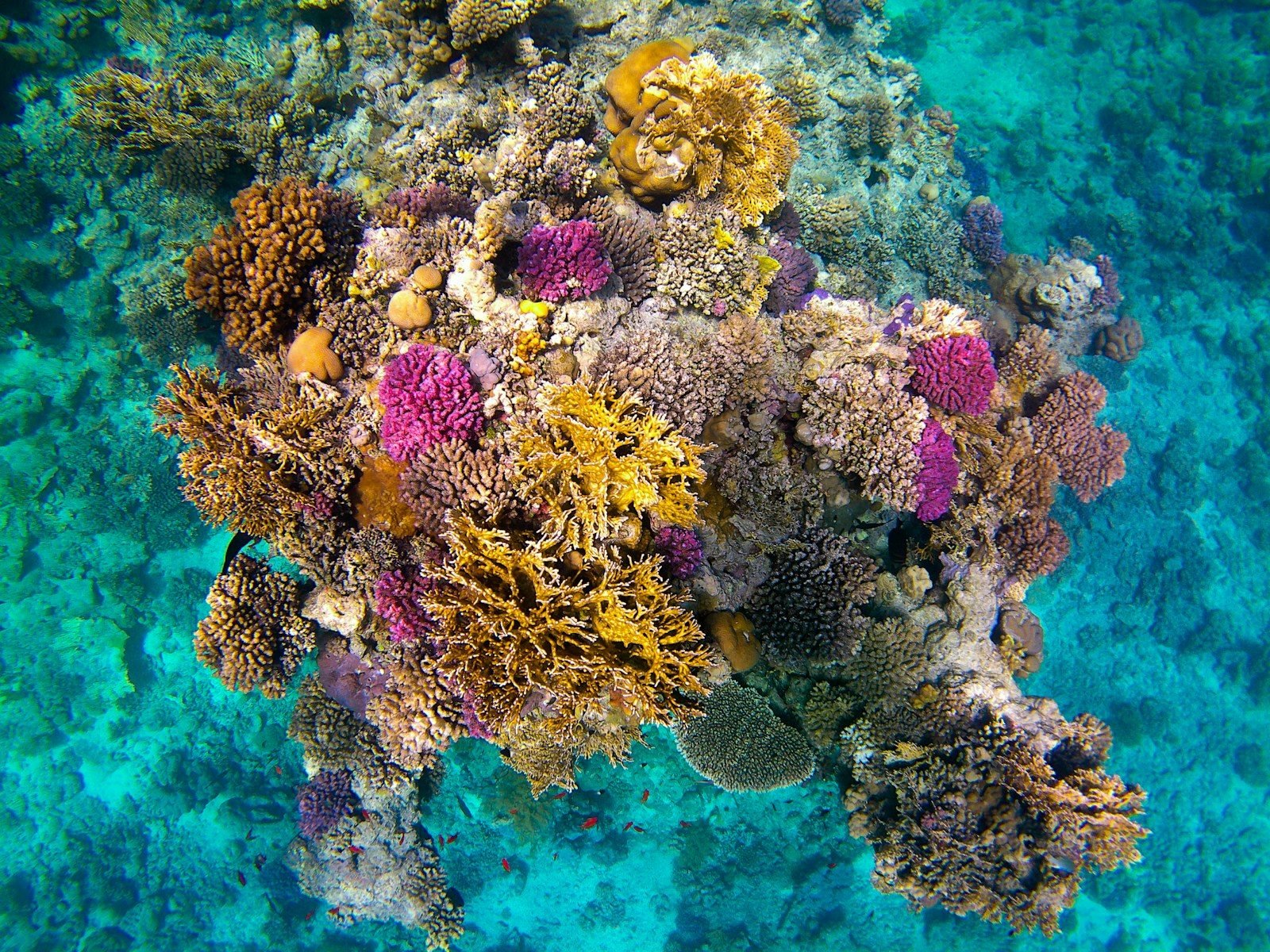 Vista cenital de un bloque de coral aislado con corales ramificados de color rosa, magenta, amarillo y marrón sobre un fondo de aguas turquesas.