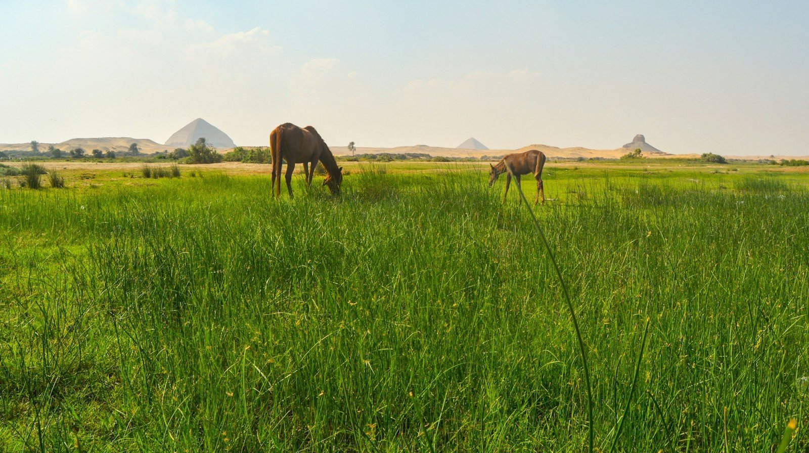 Dos caballos pastando entre juncos verdes mientras en el horizonte del desierto se distinguen tres pirámides: una de perfil quebrado, otra pequeña y lisa y otra convertida en una masa oscura en ruinas.