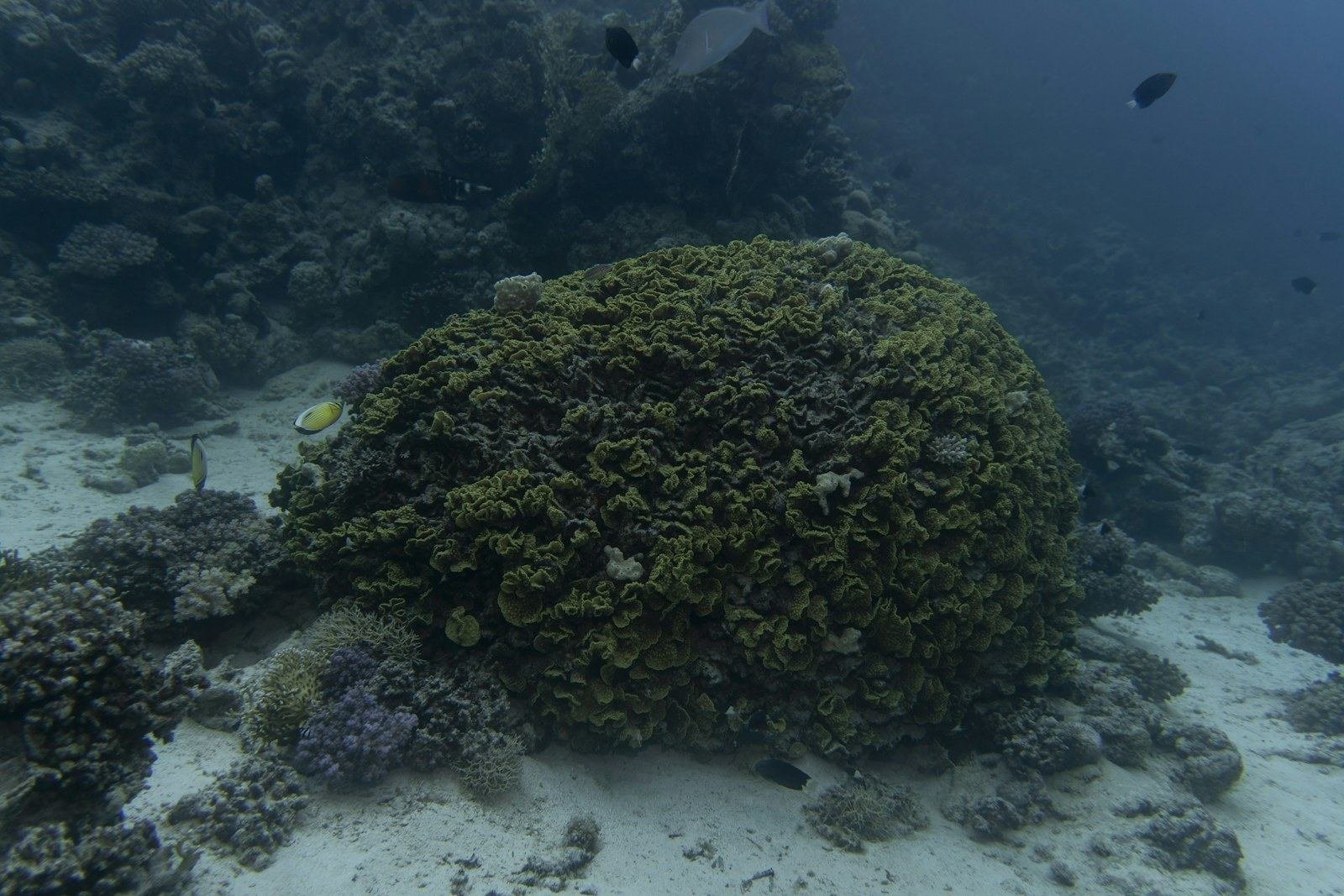 Gran colonia de coral de forma redondeada sobre un fondo arenoso, rodeada de otros corales y de algunos peces en aguas azules y tranquilas