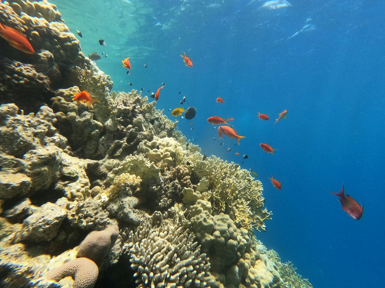 Pared de arrecife de coral bañada por la luz del sol, con peces anthias naranjas nadando junto a ella en aguas de un azul profundo.