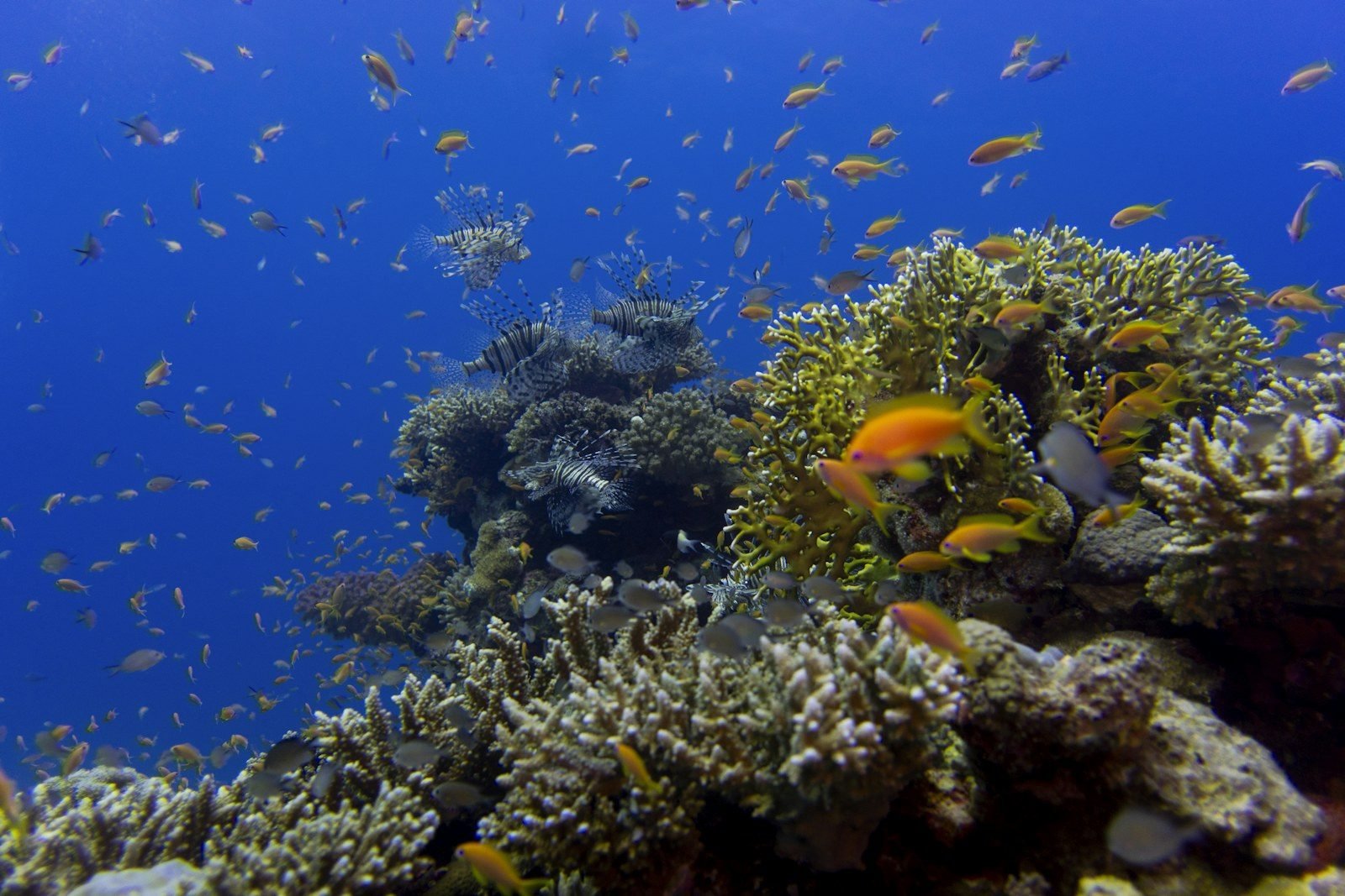 Varios peces león junto a un saliente de coral, rodeados de peces anthias naranjas y de corales ramificados en agua de un azul intenso.