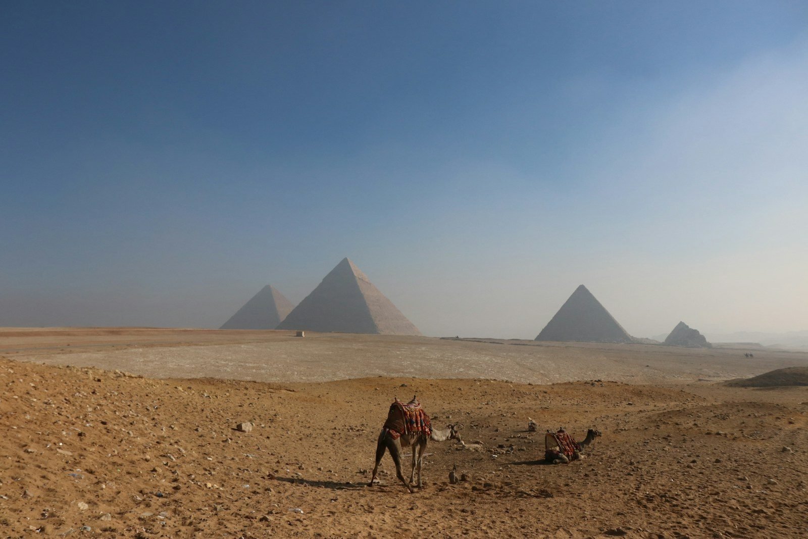 Dos camellos ensillados en primer plano ante las pirámides de Giza, vistas entre la neblina sobre el desierto abierto.