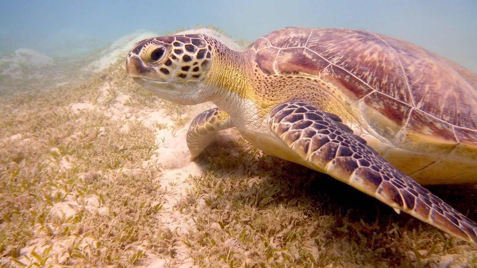 Una tortuga marina de perfil avanza sobre una pradera de hierba marina, con el agua clara y una luz cálida.