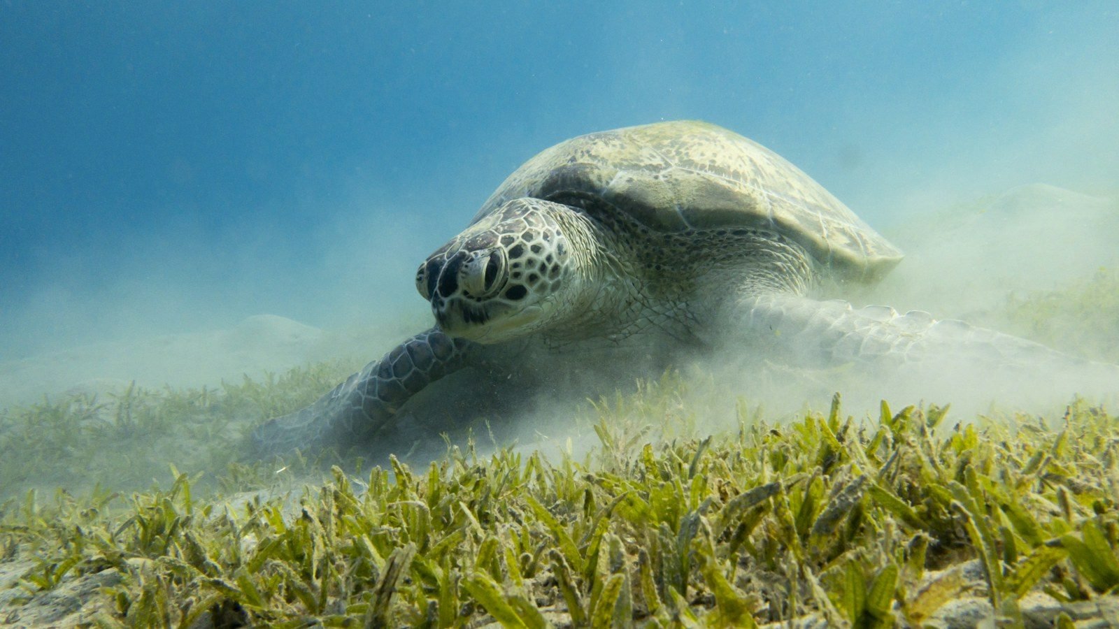 A sea turtle seen from a low angle grazing in a seagrass meadow, kicking up a cloud of sand in blue water.